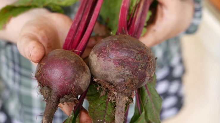 Beets Can Aid in Weight Reduction
