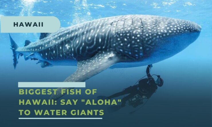 Biggest Fish of Hawaii