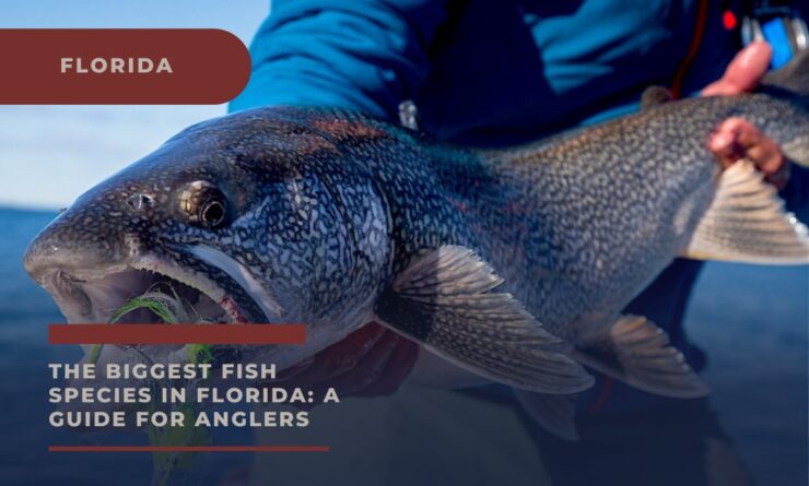 Biggest fish in Florida