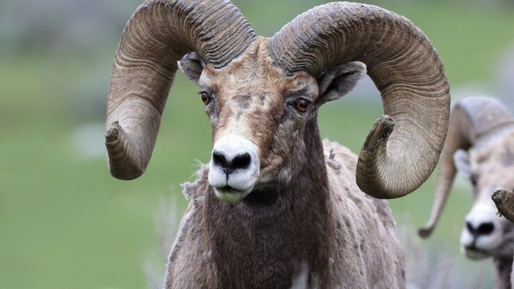 Bighorn sheep