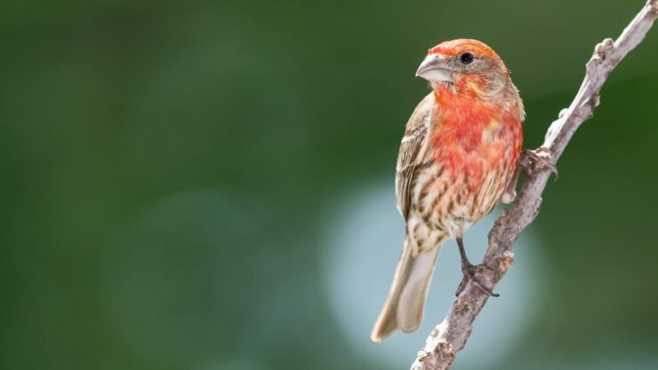 Bird Species in Ohio