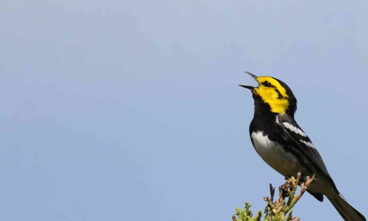 Bird Species san antonio