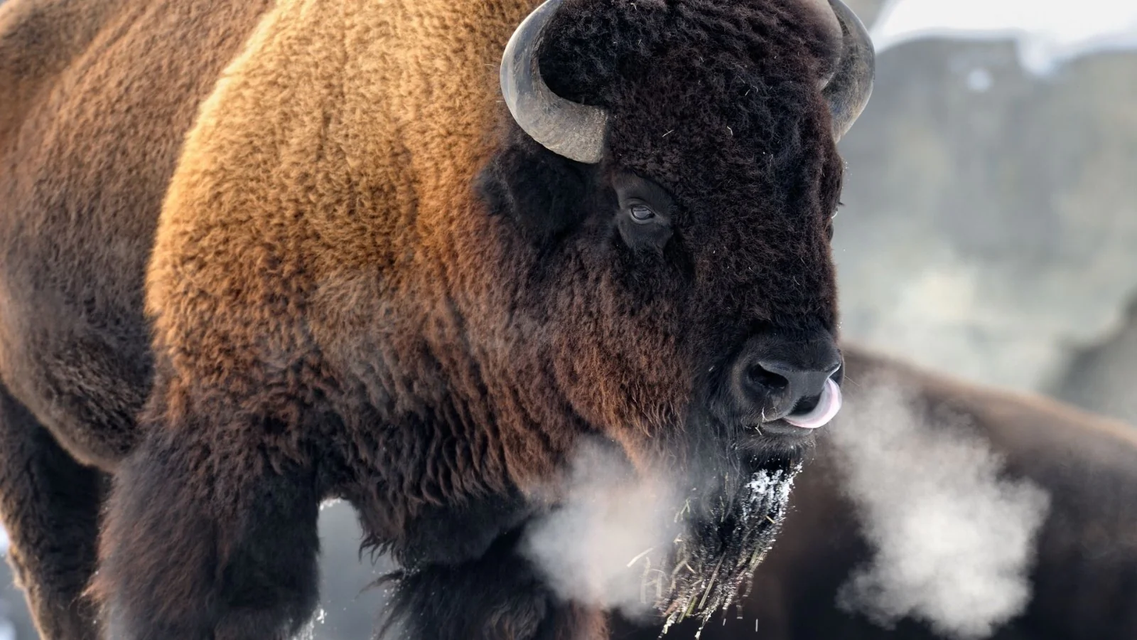 Bison
