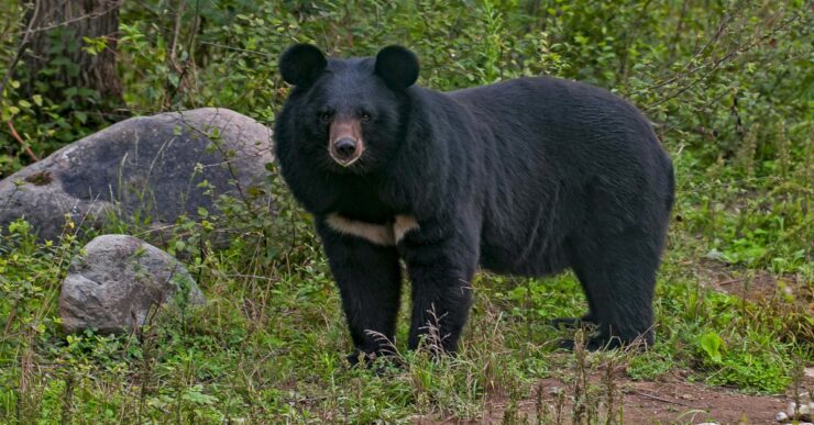 Black Bear