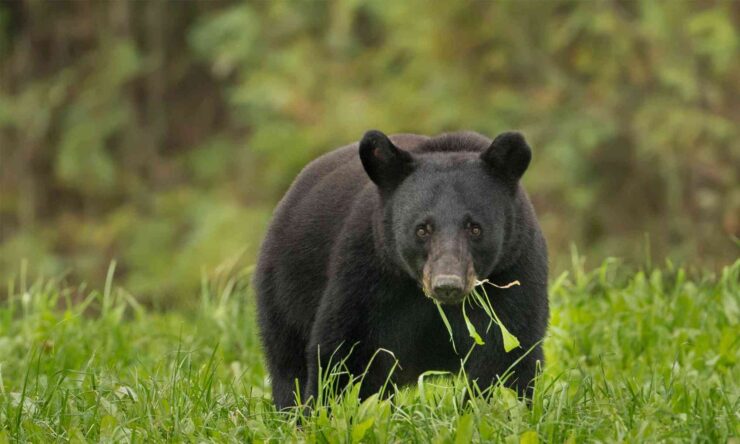 Black Bears