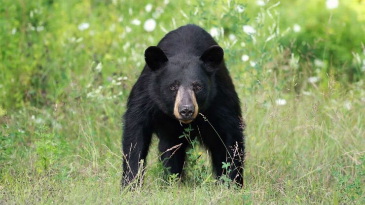Black bear