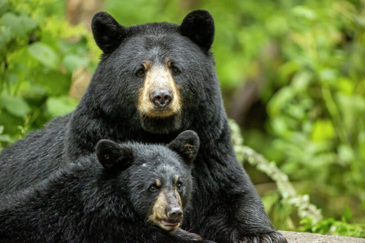 Black bears - New Hampshire
