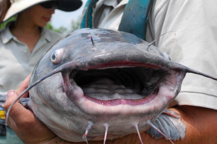 Blue Catfish