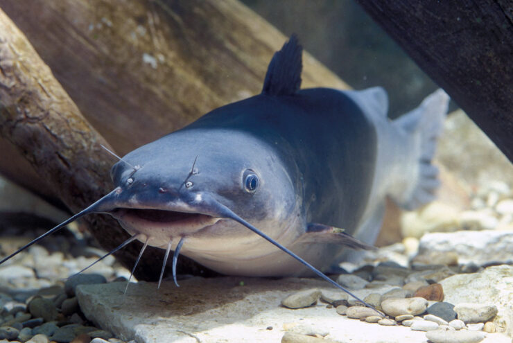 Blue Catfish