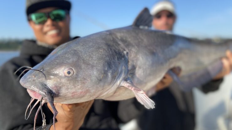 Blue Catfish