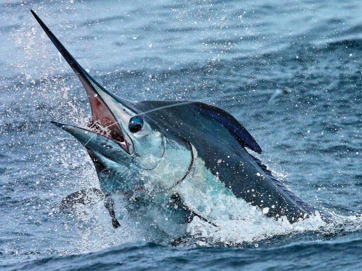 Blue Marlin