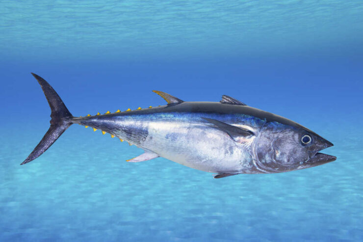 bluefin tuna