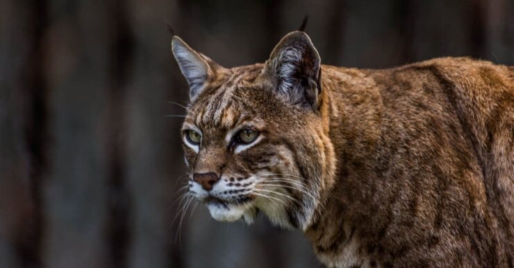 Bobcat