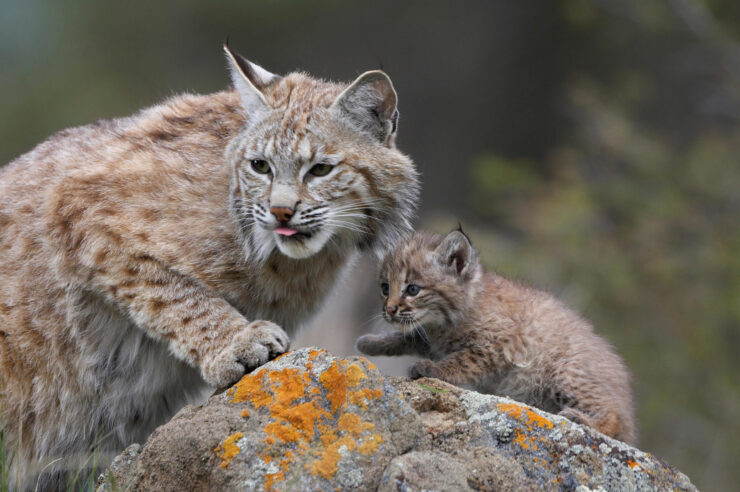 Bobcat