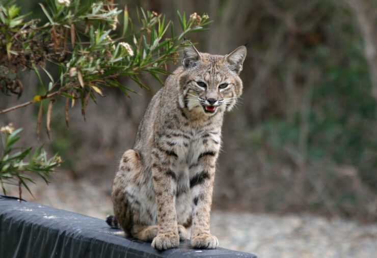 Bobcat (Lynx rufus)