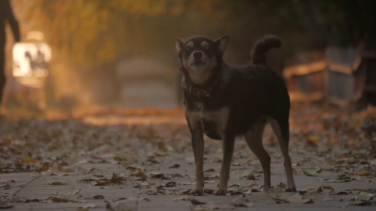 Boredom or Loneliness in dogs