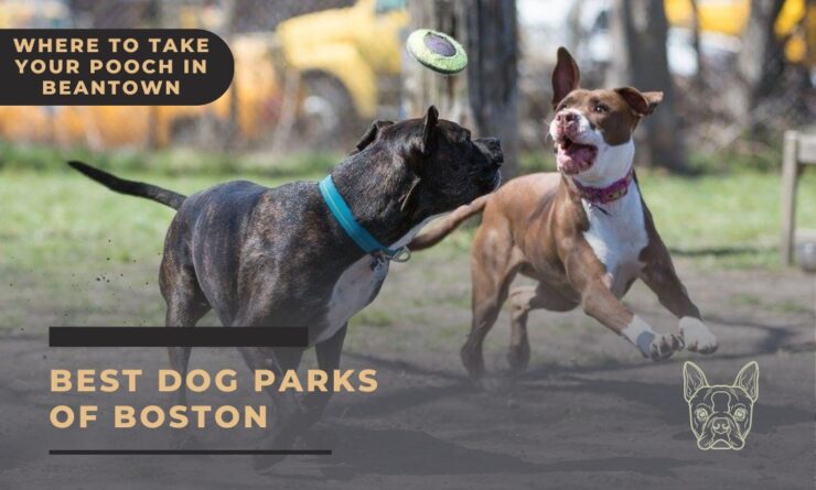 Boston Dog Parks