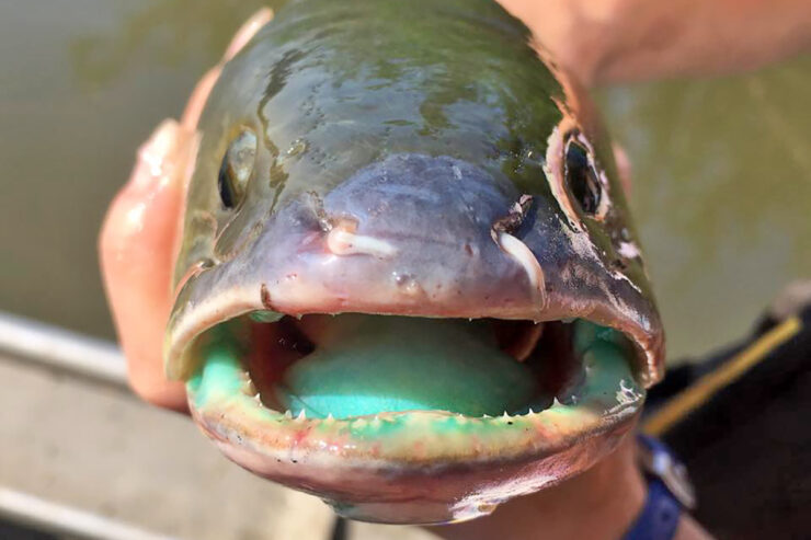 Bowfin