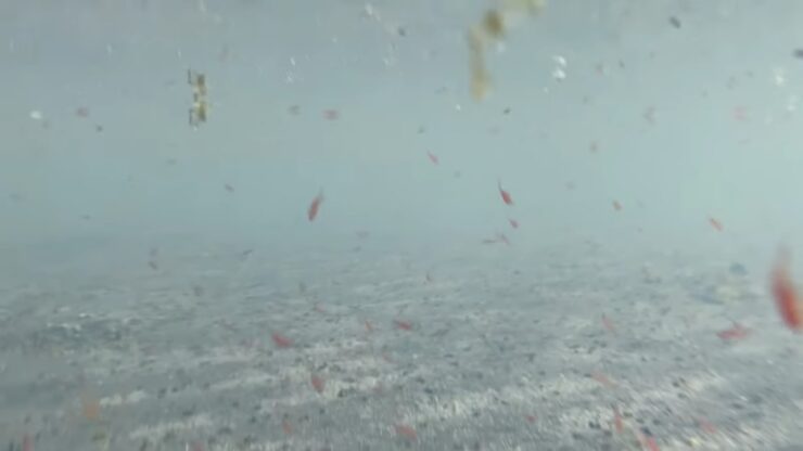 Brine Shrimp in the Great Salt Lake