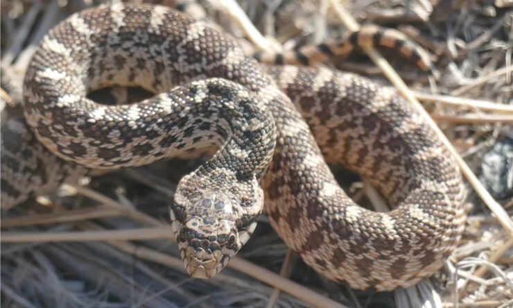 Bullsnake