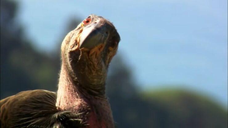 California condors