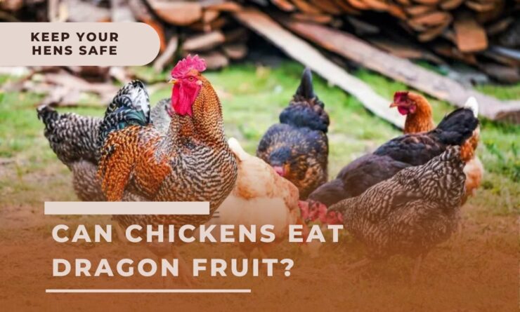 Can Chickens Eat Dragon Fruit