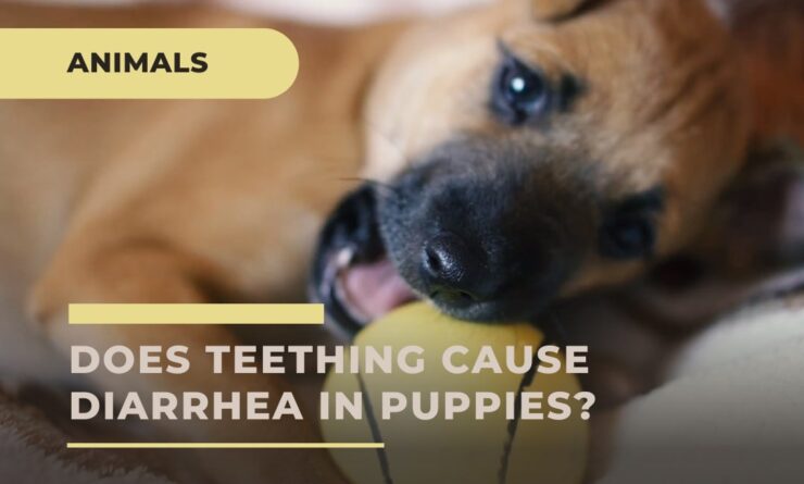 Can Teething Cause Diarrhea in Puppies - Find whats the best for your dog