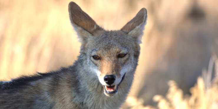Central Valley Coyote