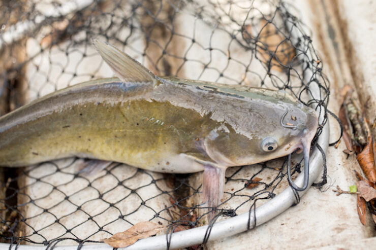 Channel Catfish