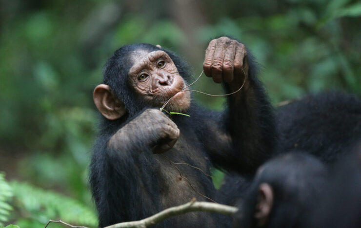 Chimpanzee Kabi