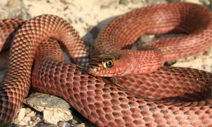 Coachwhip Snake