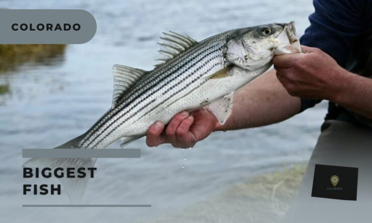 Colorado BIggest fish