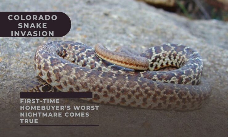 Colorado Snake Invasion