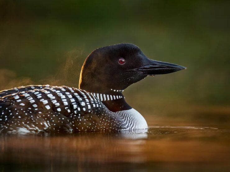 Common loons - New Hampshire