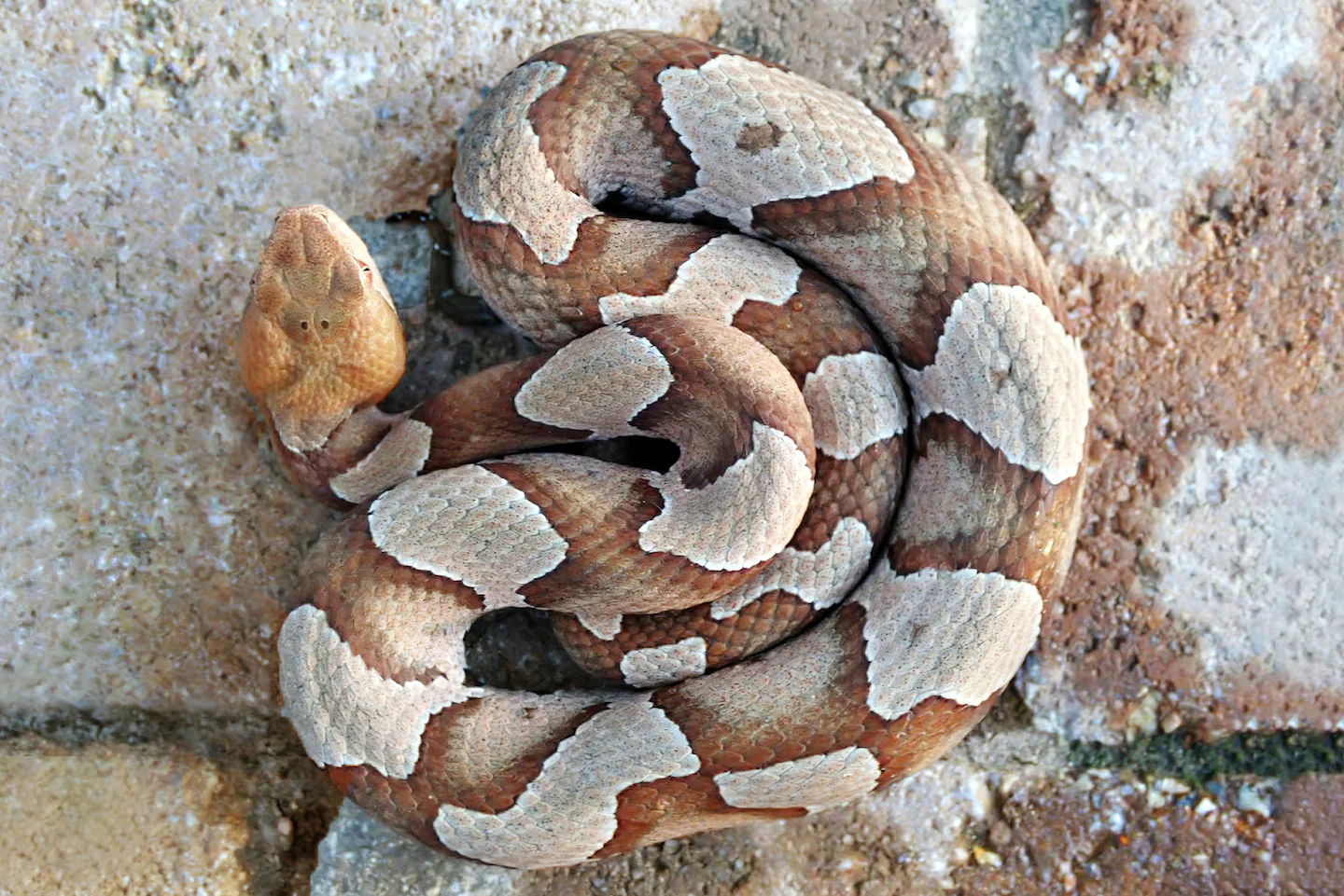 Copperhead