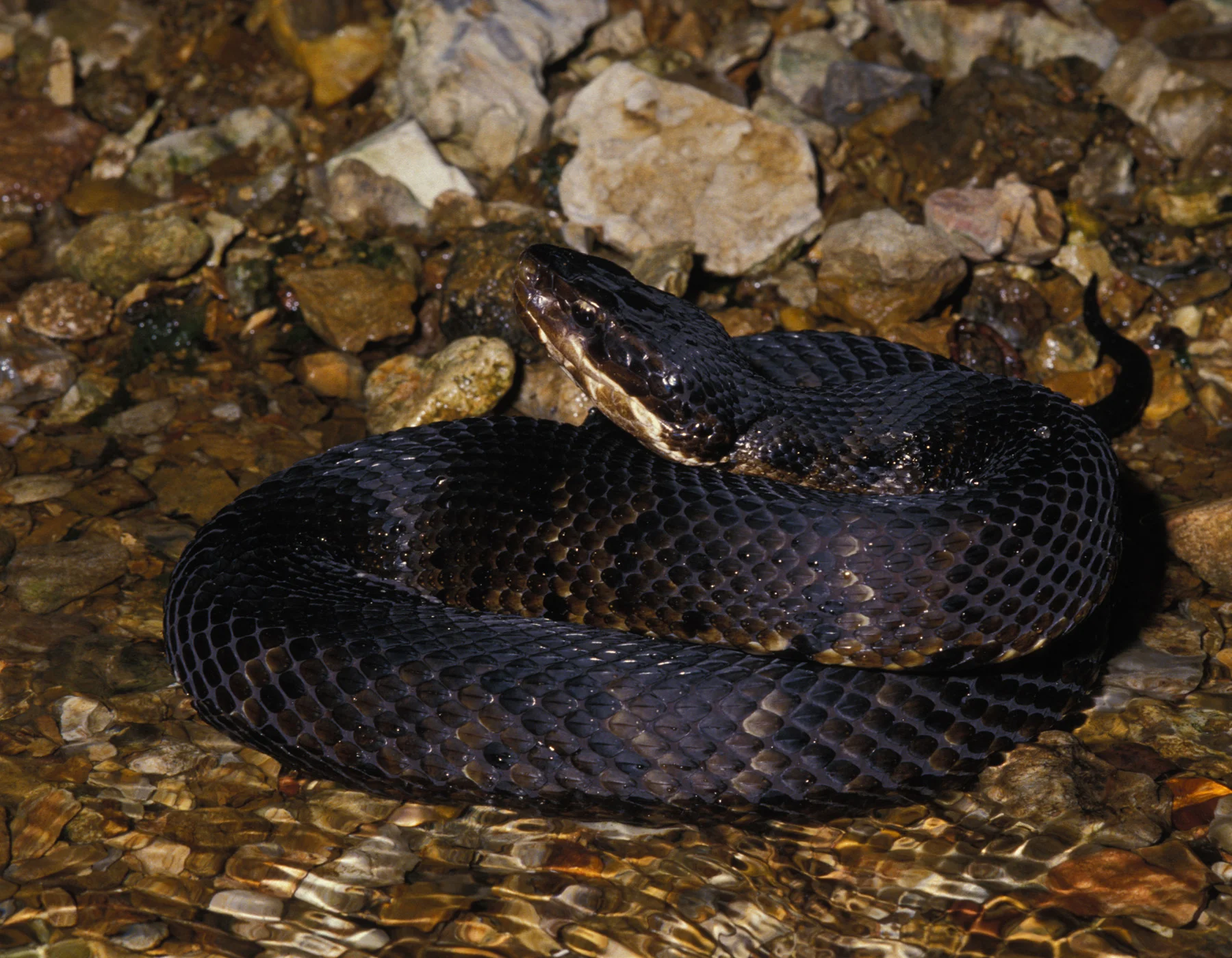 Cottonmouth-Water Moccasin