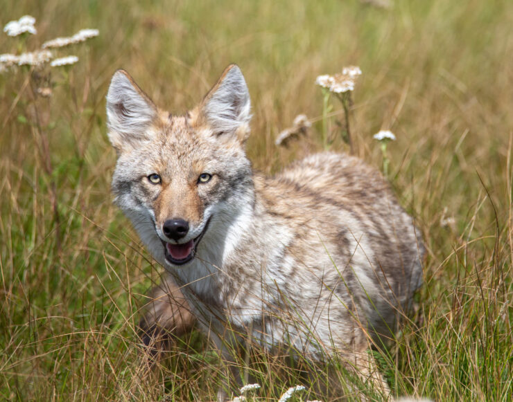 Coyote - Ohio (1)