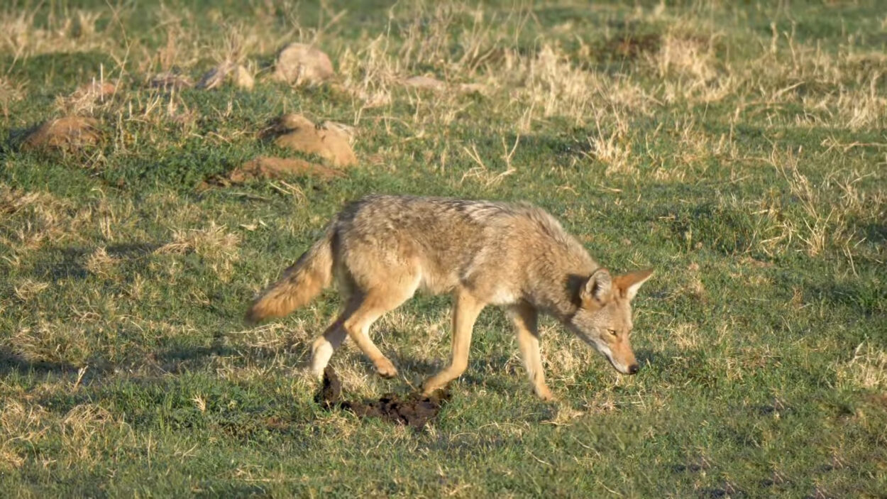 Coyote Walking