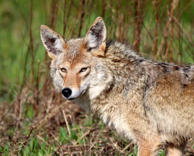 Coyote