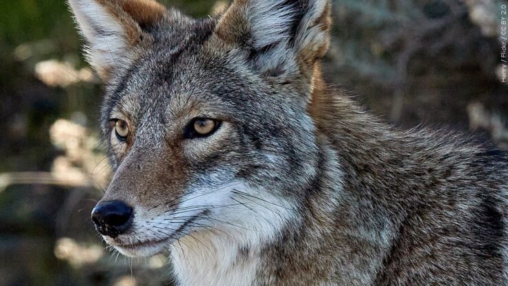 Coyotes