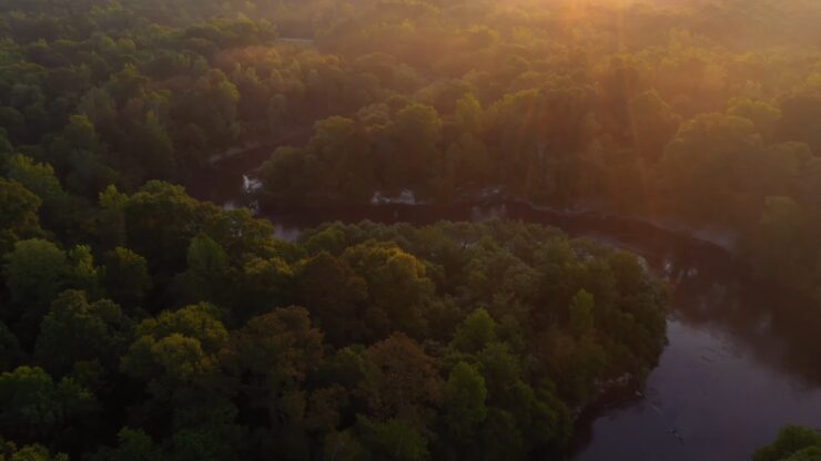 De Soto National Forest