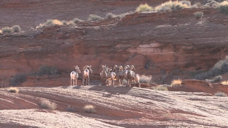 Desert Bighorn Sheep