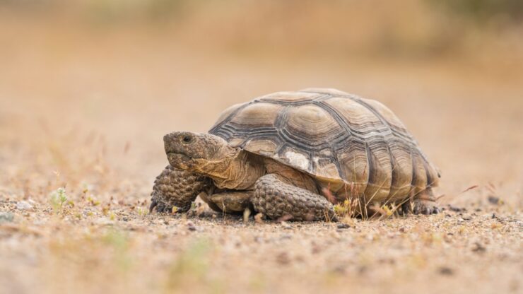 Desert Tortoises