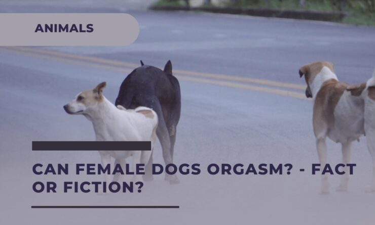 Discover the Female Dogs sexual habits and orgasms