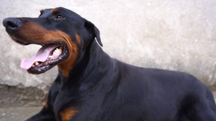 Doberman Pinscher