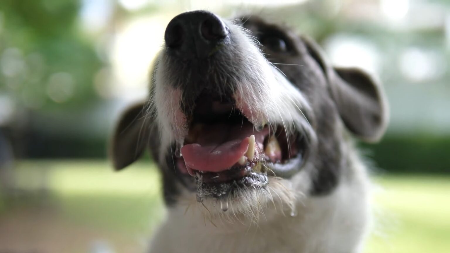 Why Does My Dog Bark at Night? Top 5 Reasons Explained