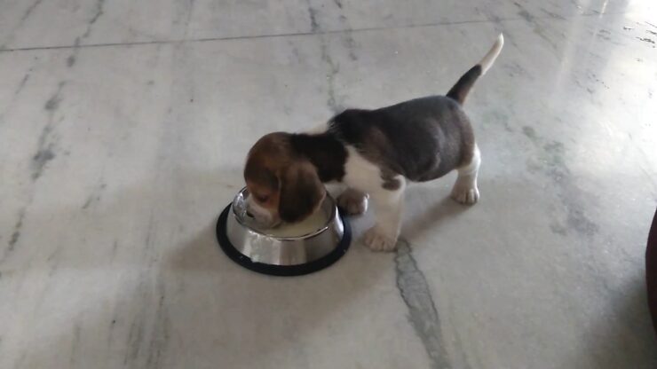 How Much Food for an 8-Week Old Puppy? The Ultimate Guide