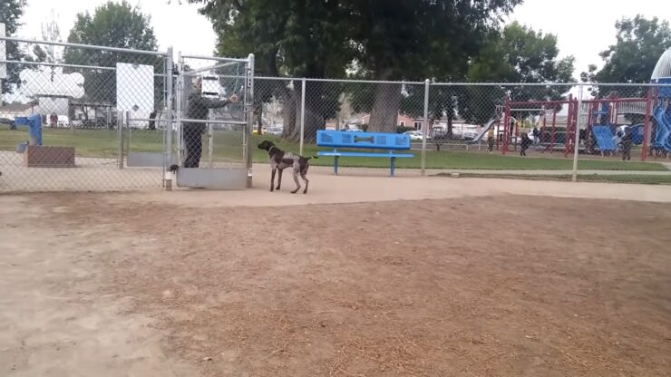 Dog Park