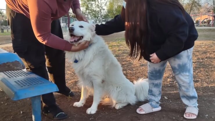Dog Park dallas