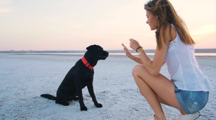 Dog Training and Obedience Classes